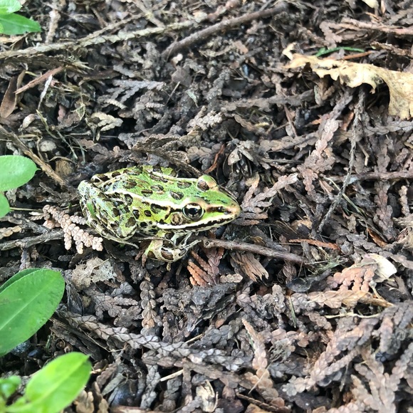 Meet your Posher, Annaliese - Picture 1 of 1